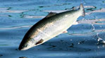 Loch Duart Salmon leaping fish